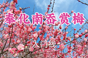即将成团！79元起！周日3.1【龙阳路+莘庄上车-奉化南岙赏梅】|南岙寻梅：探访“长寿之乡”的百年梅园春色