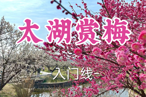 即将成团！69元起！年初六2.22小文领队【世纪上车-太湖赏梅】|林屋洞千亩梅林，拜天下第yi财神