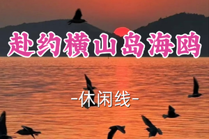 成团！79元起！年初六2.22天问领队【龙阳路+莘庄上车-赴约横山岛海鸥】|漫步宝藏古村落，投喂西伯利亚海鸥