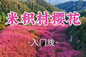 即将成团！89元起！周日3.1【宜山上车-米积村樱花8公里】| “中国红”樱花海 ，登顶米积山