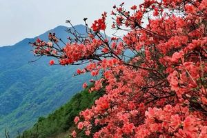 【周日通天蜡烛】2026年4月5日 从化十登之通天蜡烛，赏满山杜鹃花红似火