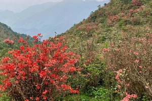 【天露山】2026年3月29日徒步云端草原，邂逅千亩高山杜鹃花海