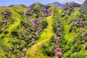 （清明节活动）2026年4月4日晚-5日徒步阳春鸡笼顶看日出，打卡粤西最美高山大草原，赏数千亩高山杜鹃花