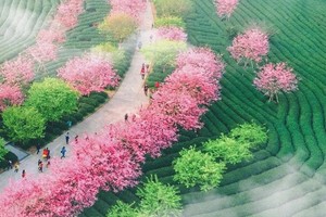 【樱花烂漫时】2026年2月20日至21日福建永福樱花+南靖土楼云水谣休闲行摄之旅与你相约！