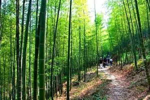 2025年3月22日（周六) | "上春山 | 从化徒步挖野菜