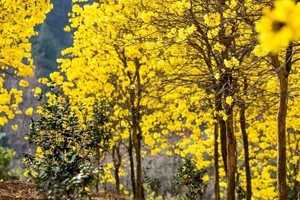 2025年3月16日惠州盛花谷赏花林场徒步，千万不要错过这最浪漫的春天