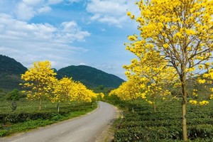 【春色英德】3月23日 广100第一站大型徒步活动，美丽田园踏春，金艳三月遇见黄花茶园 