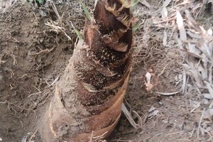 （周日）2025年4月13日从化星星环线竹林休闲徒步挖竹笋吃竹筒饭