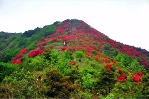 【通天蜡烛】2025年4月13日广州十座千米高山之通天蜡烛环线穿越，登高赏灿烂杜鹃花