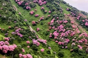 【确定出行鸡笼顶】2025年5月10日-11日徒步阳春秘境鸡笼顶，赏满山杜鹃花海，打卡粤西最美高山大草原 ！