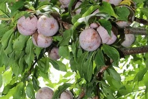 【特价活动】2025年5月25日周日丨星溪线竹海徒步，吃竹筒饭，小溪玩水，摘早李