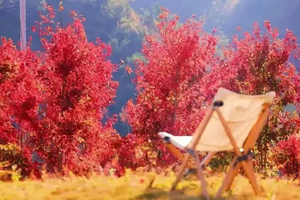 【红叶世界】2025年11月16日丨漫步“广东小香格里拉”红叶世界、打卡咩咩谷、霍比特小屋、天空之境~