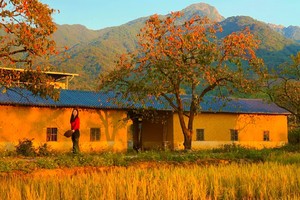 【桂峰山赏秋】 2025年11月15日 从化桂峰山柿子和稻田丰收了！百亩柿子挂枝头，红红火火！百亩稻田，稻浪涛涛！