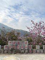 （星期天）2025年12月14日打卡江门新会紫风铃基地 闲逛万亩蒲葵