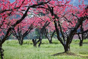【河源连平赏桃花】连平｜2026年3月1日2026连平粤赣古道桃花源大型徒步活动