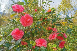 2026年3月08日从化阿婆六国际茶花谷徒步：藏在从化的“莫奈花园”，花海，竹林，乡村之旅