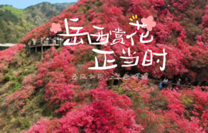 4月11-12号||人间四月天 ，岳西天峡看杜鹃+明堂山 2日休闲游