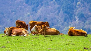 6.29【“牧” 野寻踪：云中牧场Cloud ranch】自然探索、高山草甸 