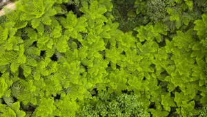 6.29【桫椤谷Suo Luo Valley・岩壁上的时钟：徒步解码地球 2 亿年日记】徒步、吸氧、地质奇观