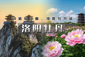 周末2日｜印象•洛阳牡丹｜洛阳牡丹甲天下の老君山日落+夜景-洛邑古城-白马寺-龙门石窟