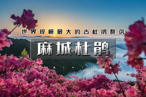 周末2日｜印象•麻城杜鹃｜大别山巅的红霞盛宴の麻城龟峰山杜鹃群-安徽天堂寨