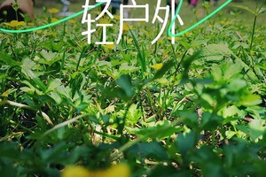 【地道恩施·轻户外】16人精品团 轻徒恩施一场回归深山的山野疗愈