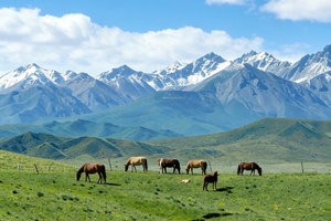 05.23-28遇见西北【行走祁连山】秘境丹霞/冰沟河柴尔龙海/祁连草原穿越/门源油菜花限定/老少皆宜【内附全年排期】