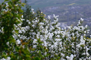 04.09/12（周四/日） 秦岭春日顶流；三寺穿越赴白鹃梅之约，赴一场雪山般的花事盛宴