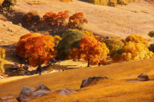 【遇见克旗·克什克腾徒步6日】北京集散＋2人成团+美林谷10km＋大青山15km＋黄岗梁10km+越野穿越热阿线-达达线