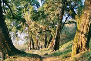 04.07-08/11-12/18-19（周周发团）重走古蜀道 · 遇见翠云千年｜四人成团 ；翠云廊+断碑梁+小垭子