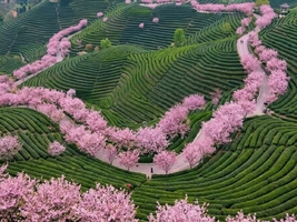 4月11日周六，杭州富阳拔山｜万亩茶园樱花海，春日轻徒步