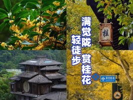 10月17日周六，季节限定，金秋赏桂花，品桂花风味小吃，轻徒步--满觉陇