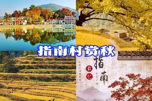 11月15日周六，临安指南村6km赏秋路线，一次打卡金钱松·枫香·银杏三色同框的指南秋色