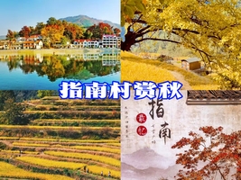 11月15日周六，临安指南村6km赏秋路线，一次打卡金钱松·枫香·银杏三色同框的指南秋色