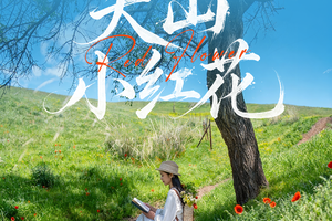 【绝色新疆·天山红花 7日】2-6人小团 S101网红国防公路 天山红花 苹果花 赛里木湖 库尔德宁