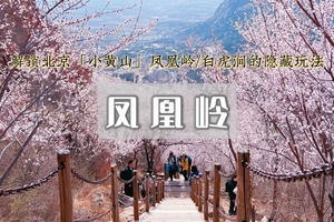 1日｜凤凰岭•后花园白虎涧の京郊赏花天花板の即将迎来盛花期（初级）