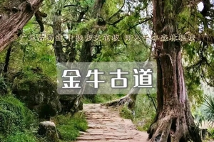 周末2日｜金牛古道｜对话翠云廊-徒步先秦千年柏廊下的古驿道の国内古道天花板（不耽误上班）