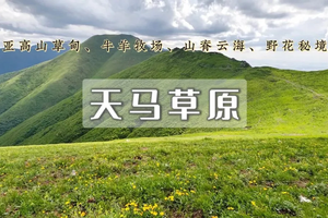 1日｜天马草原•云端徒步｜野花遍野见牛羊-邂逅高山仙境