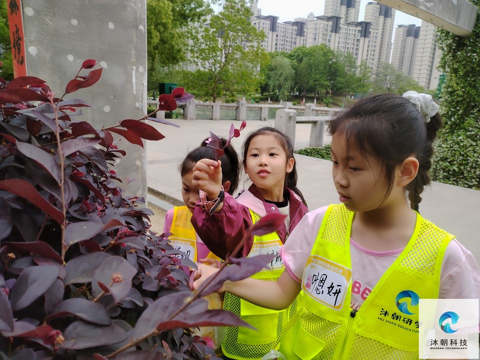 认真观察花草的孩子们