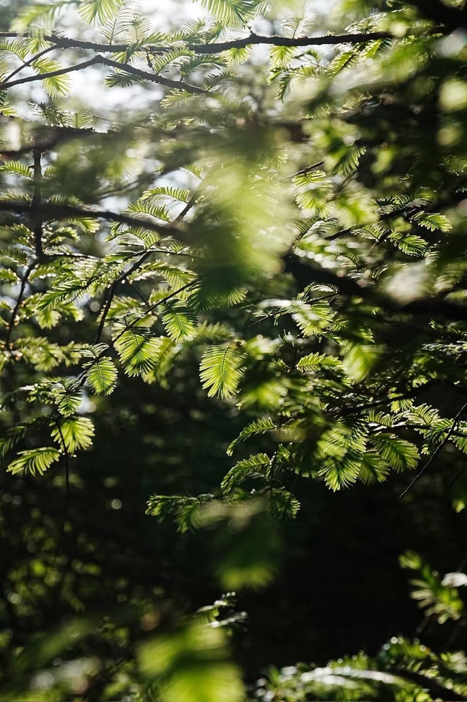 9dc061ef586f04f8618969482d5aebca