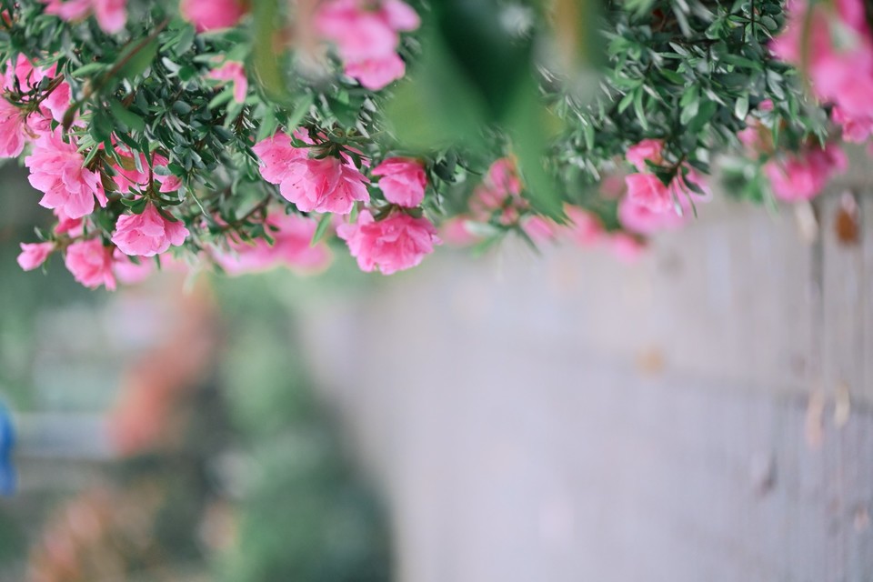 DSC_8235