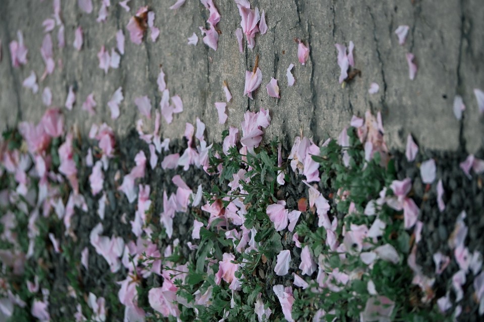 DSC_8358