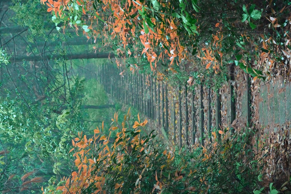 DSC_8921