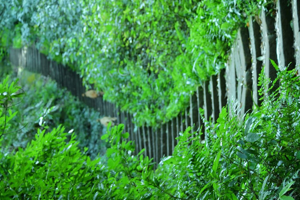 DSC_1698