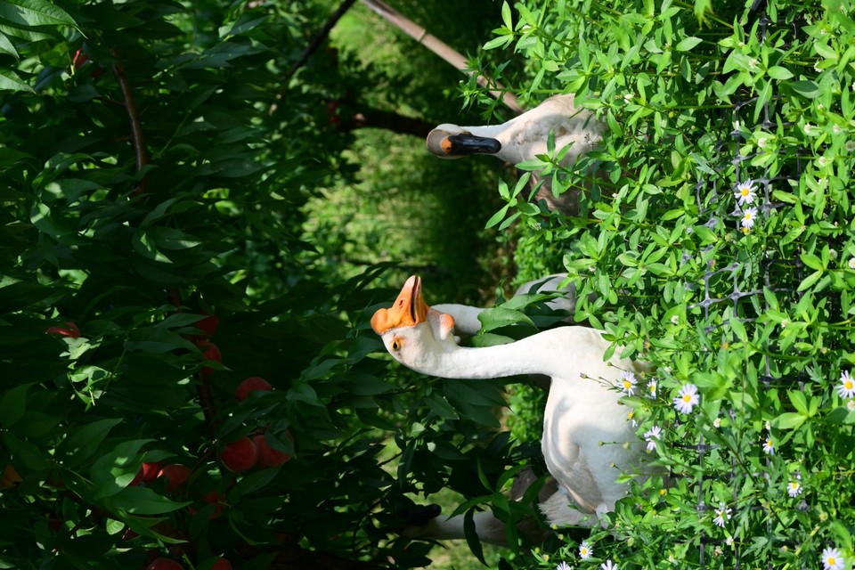 DSC_3004