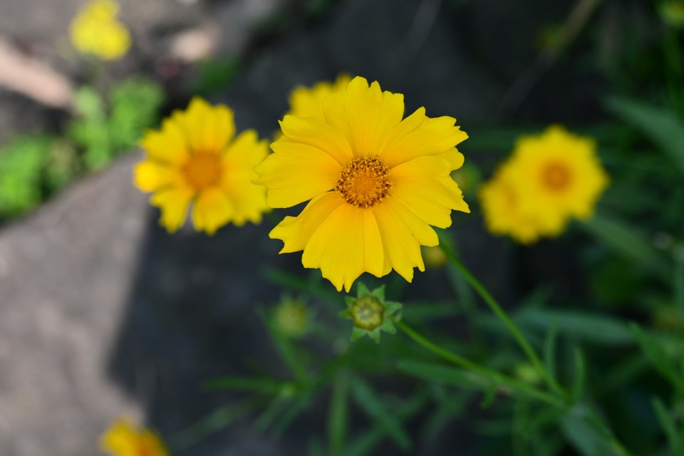 DSC_3014