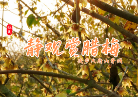 【已成团】1月10日 | 周六 | 静观赏腊梅环线