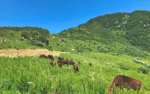 刘家山草甸牛羊成群追风沐阳