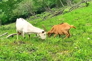 华阳草甸陕西小瑞士