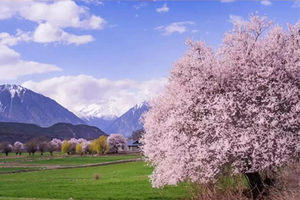 【已成团】林芝桃花节3.24-30日/巴松措新措/南迦巴瓦/波密桃花/羊卓雍措/鲁朗小镇（7天6晚精品小众）